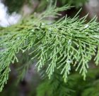 A tuja gyakran szomjas marad télen