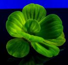 Minden levél fontos