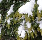 Gurtnival a fagyott eső ellen