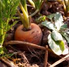 A fagyok elmúltával startolnak a szabadföldi zöldségek