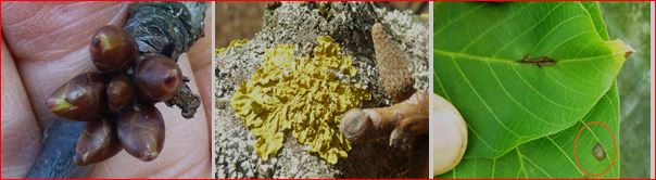 Zsigó György – Hasznos közlendők kertbarátoknak – 2017/1