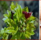 Zsigó György – Hasznos közlendők kertbarátoknak – 2017/4