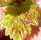 Zsigó György – Hasznos közlendők kertbarátoknak – 2017/7