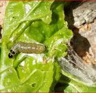 Zsigó György – Hasznos közlendők kertbarátoknak – 2017/5