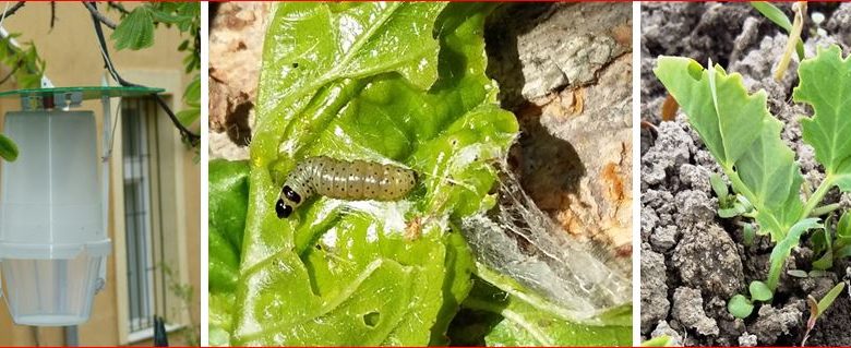 Zsigó György – Hasznos közlendők kertbarátoknak – 2017/5