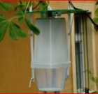 Időszerű növényvédelmi teendők a közterületeken 2017. évi 2. levél