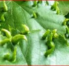 Időszerű növényvédelmi teendők a közterületeken 2017. évi 3. levél