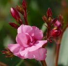 A leander szép, de kényes