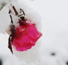 Növénymenekítés, ha jönnek a fagyos éjszakák