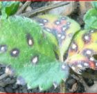 Zsigó György – Hasznos közlendők kertbarátoknak – 2017/8