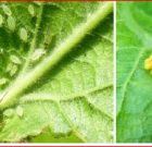 Zsigó György – Hasznos közlendők kertbarátoknak – 2017/9