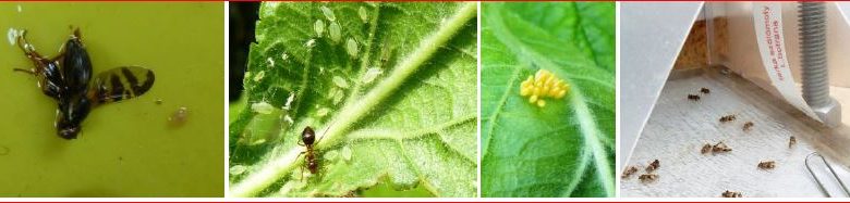 Zsigó György – Hasznos közlendők kertbarátoknak – 2017/9