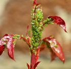 Lúdtollal a tetvek ellen