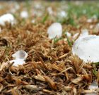 Jövő nyártól Magyarországon nem lesz jégkár