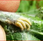 Időszerű növényvédelmi teendők a közterületeken 2017. évi 4. levél