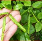 Időszerű növényvédelmi teendők a közterületeken 2017. évi 5. levél