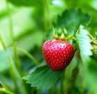 Egész évben friss gyümölcs