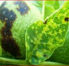 Zsigó György – Hasznos közlendők kertbarátoknak – 2017/11