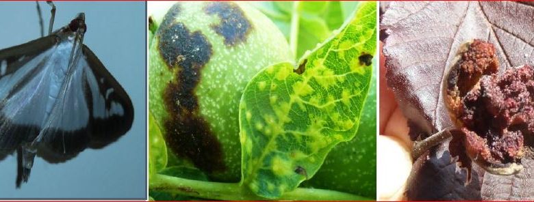 Zsigó György – Hasznos közlendők kertbarátoknak – 2017/11