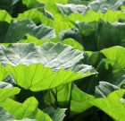 Óriáslevelű  kerti sztár