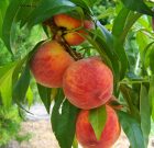 Forróságban a lombkoronában