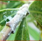 Zsigó György – Hasznos közlendők kertbarátoknak – 2017/12