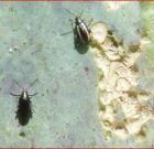 Zsigó György – Hasznos közlendők kertbarátoknak – 2017/13