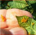 Zsigó György – Hasznos közlendők kertbarátoknak – 2017/14