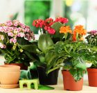 Maggyűjtés előtt nem árt tájékozódni