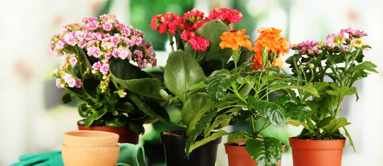 Maggyűjtés előtt nem árt tájékozódni