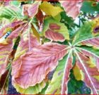 Zsigó György – Hasznos közlendők kertbarátoknak – 2017/16