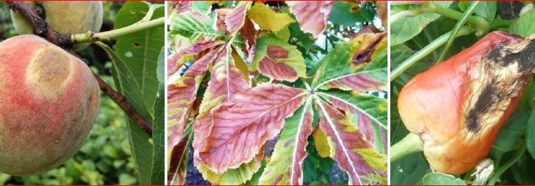 Zsigó György – Hasznos közlendők kertbarátoknak – 2017/16