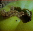 Zsigó György – Hasznos közlendők kertbarátoknak – 2017/17