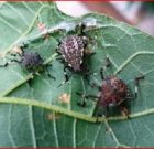 Időszerű növényvédelmi teendők a közterületeken 2017. évi 5. levél