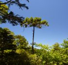 Csodás Pena park
