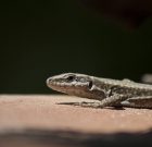 Inkább csalogatni, mint zavarni