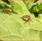 Zsigó György – Hasznos közlendők kertbarátoknak – 2017/18
