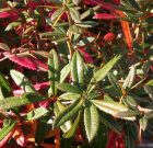 Ilyenkor csak akkor metszenek, ha nagyon muszáj