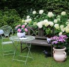 Tyúkhúr, pásztortáska, árvacsalán, veronika