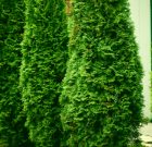 Általában a víz segít az örökzöldek baján