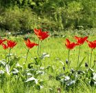 A kora tavaszi virágokért most kell ásni