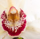 Cymbidium, a Himalája királynője