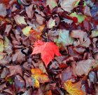 A talaj munkásai télen sem pihennek