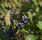 Vadnövény kóstoló