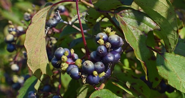 Vadnövény kóstoló