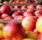 Időzített bombák az almatárolóban