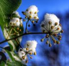 Hó és a reccsenő ágak