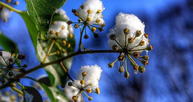 Hó és a reccsenő ágak