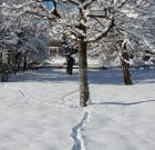 Gyümölcsfák félálomban