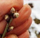 Zsigó György – Hasznos közlendők kertbarátoknak – 2018/1